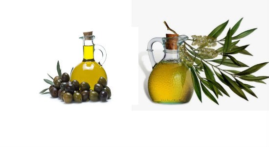 Olive Oil Tree Oil