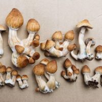 Five Strongest Shrooms Online You Don't Want to Miss Out