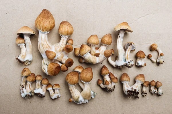 Five Strongest Shrooms Online You Don't Want to Miss Out